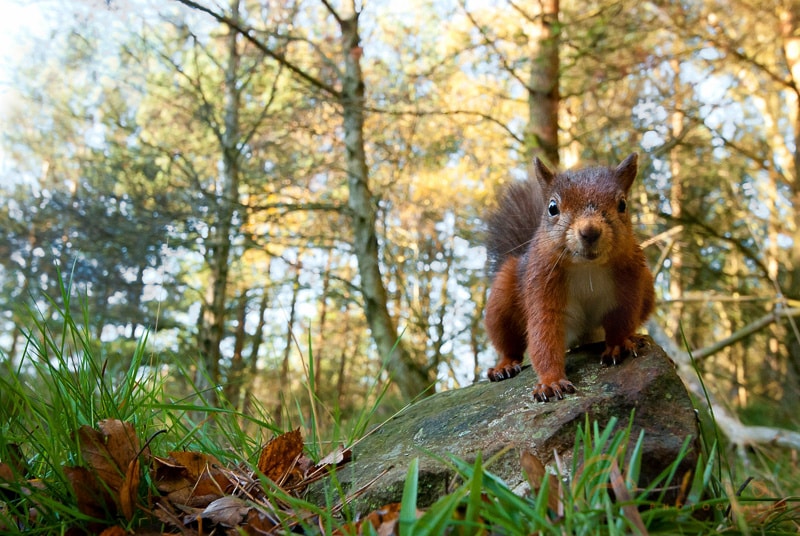 Will Nichols shooting wildlife photography of a squirrel