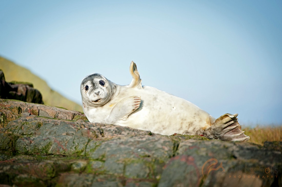 Will Nichols shooting wildlife photography of a seal