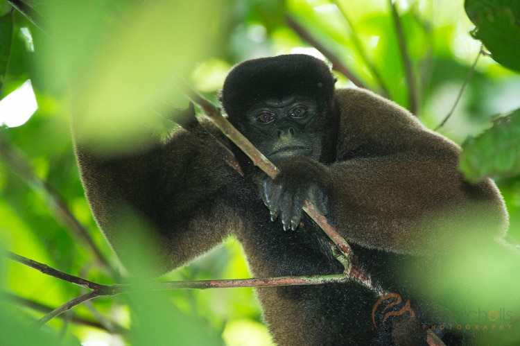 Will Nichols shooting wildlife photography of a primate